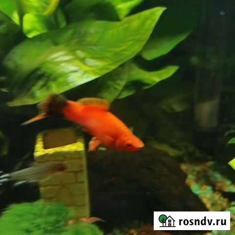 Меченосец Ангарск - изображение 1