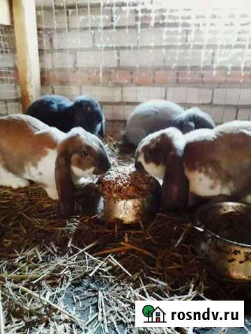 Мясо кролика Высокая Гора - изображение 1