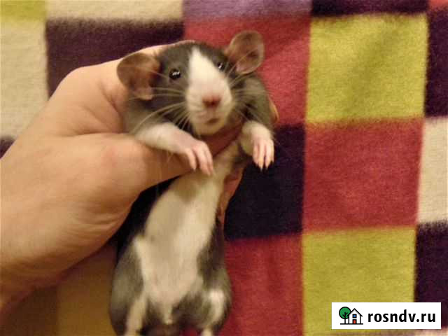 Крысята от заводчика, клетки, гамак в подарок,корм Санкт-Петербург - изображение 1