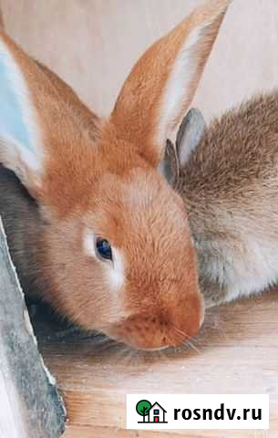 Кролики породы новозеландские красные Красногорск - изображение 1