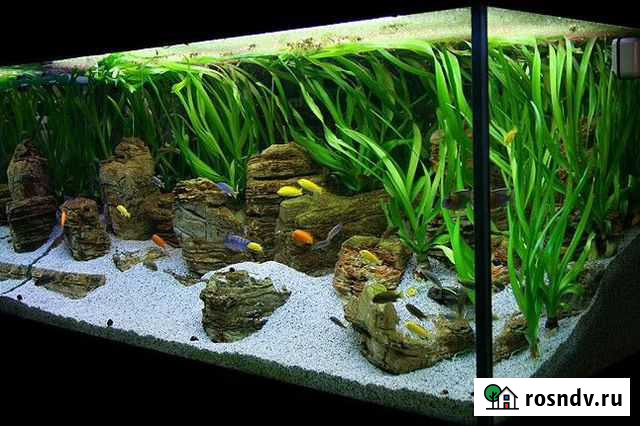 Обслуживание аквариумов,дизайн Красноярск - изображение 1