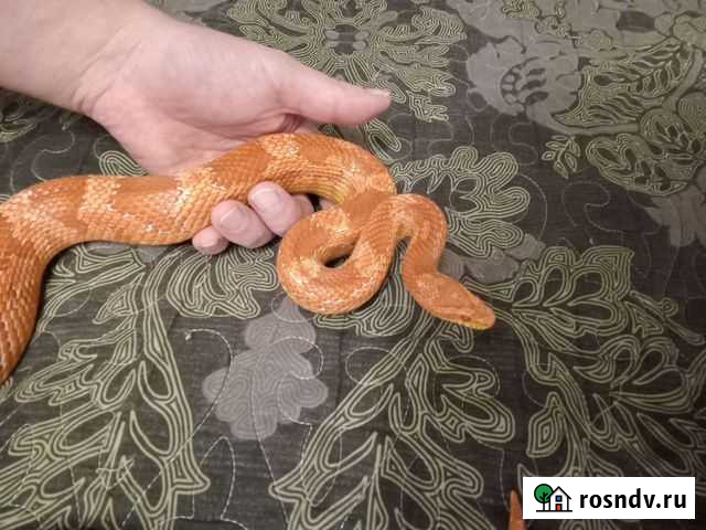 Маисовый полоз Омск - изображение 1