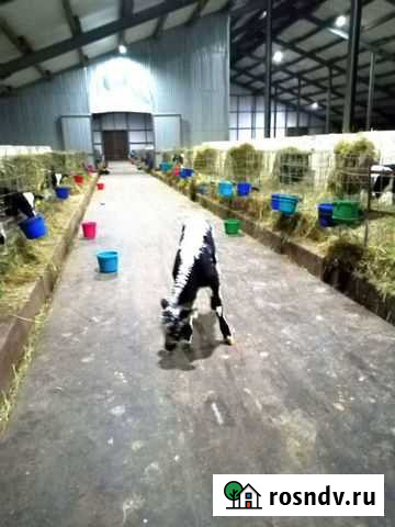 Бычки Камышин - изображение 1