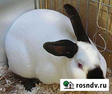 Кролик,пхьагалш, зайчики Старые Атаги - изображение 1