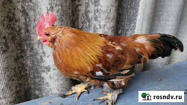 Петух карликовый Черноморский - изображение 1