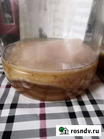 Чайный гриб Иркутск - изображение 1