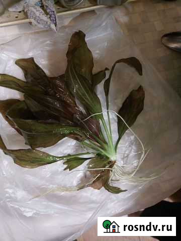 Эхинодорус и Криптокорина Коломна - изображение 1