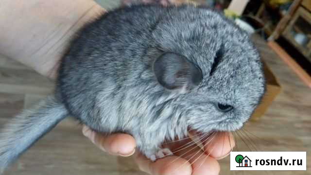 Шиншилла Хадыженск - изображение 1