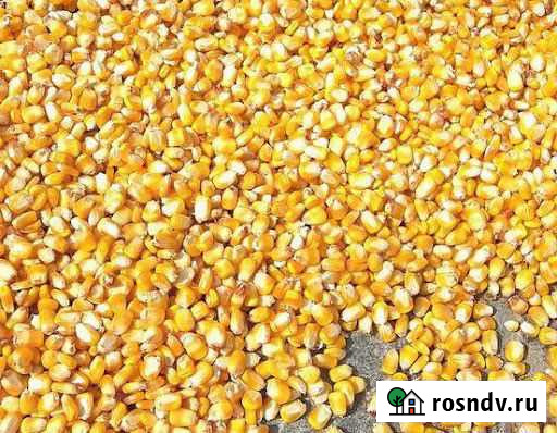 Кукуруза Хасавюрт - изображение 1