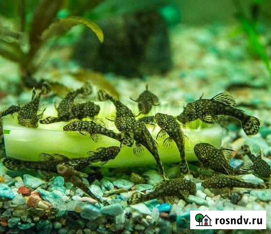 Анциструс Ростов-на-Дону - изображение 1