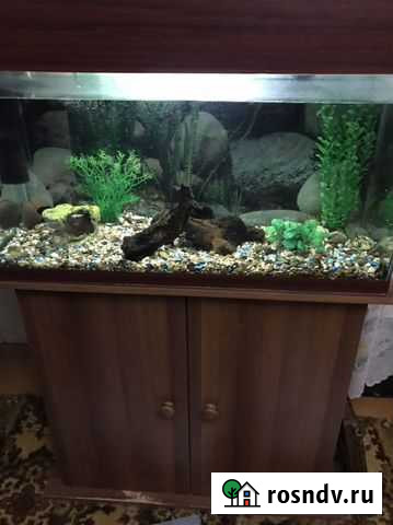 Аквариум б/у плюс сомик Смоленск - изображение 1