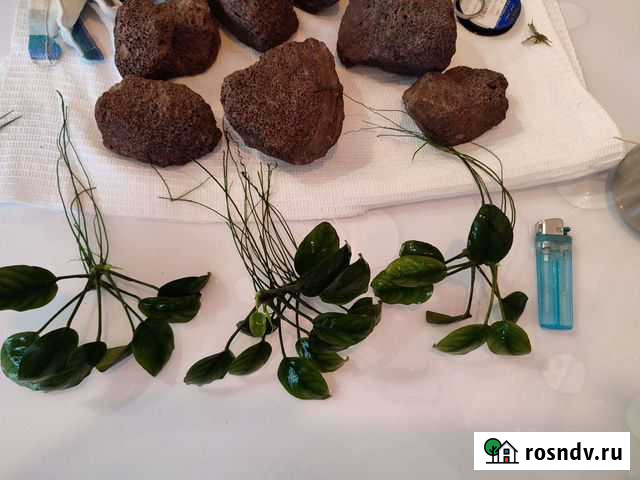 Анубиас Черногорск - изображение 1