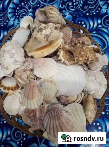 Ракушки(для аквариума и поделок) Тамбов - изображение 1