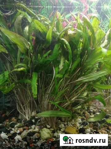 Аквариумное растение Гатчина - изображение 1