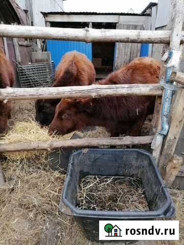 Бычки Сарманово - изображение 1