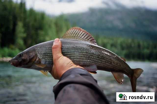 Рыба хариус Бийск - изображение 1