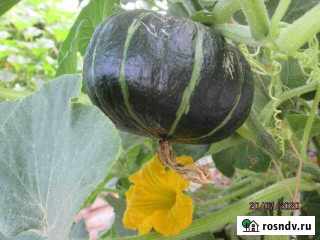 Приму в дар грунт Волжский - изображение 1