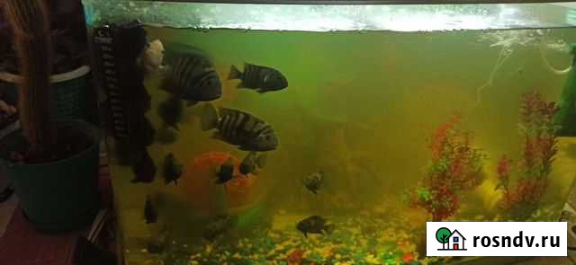 Цихлиды Мурмаши - изображение 1