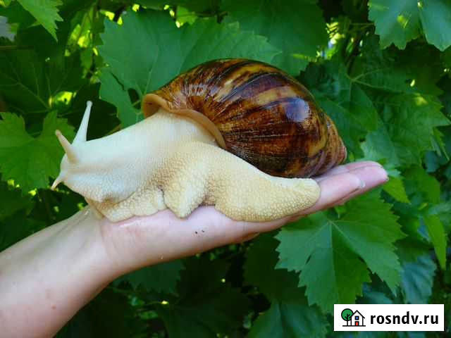 Продаются улитки Архахатины Ливны - изображение 1