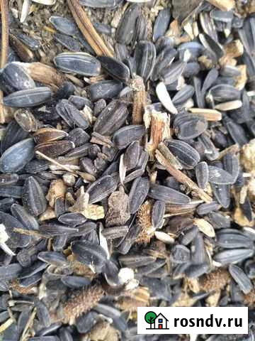 Подсолнечник 2й сорт 100 тонн Павловская - изображение 1