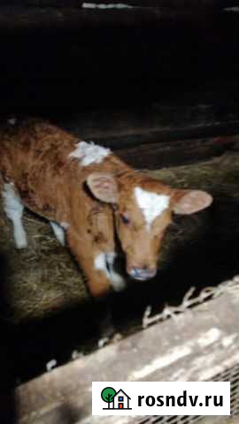 Бычок Димитровград - изображение 1