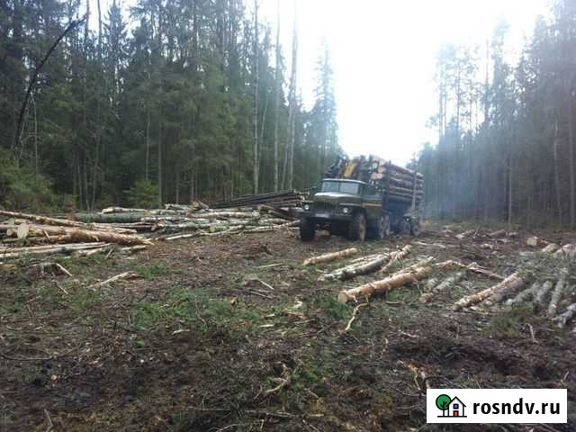 Услуги по лесозаготовке Выкуп делянок Кадуй - изображение 1