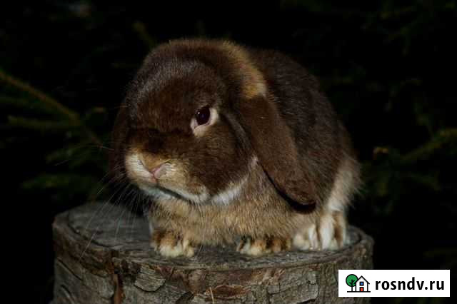 Кролики производители Белгород - изображение 1