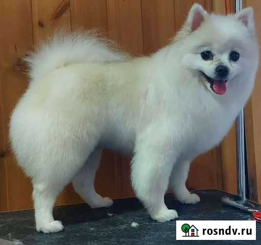 Стрижка собак, расчесывание, уход Воронеж - изображение 1