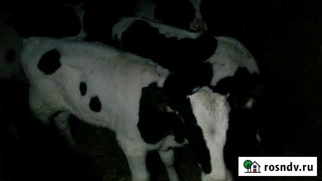 Бычки телки на откорм Канаш - изображение 1