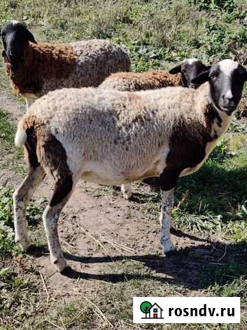 Овца Дорпер/Остфриз Чернь - изображение 1