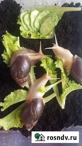 Улитки ахатины Екатеринбург - изображение 1