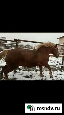 Лошади Кострома - изображение 1