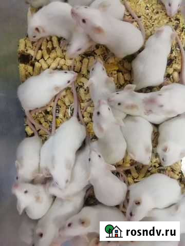 Мышка Иркутск - изображение 1