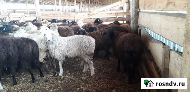 Овцы, ягнята, бараны Шатки - изображение 1