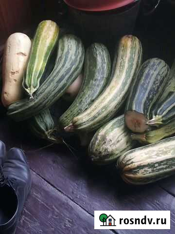 Кабачки Ленинск-Кузнецкий - изображение 1