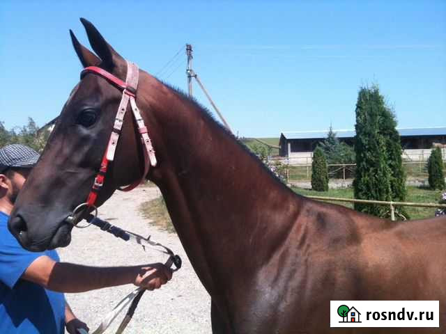 Чистокровный жеребец ахалтекинской породы Москва - изображение 1