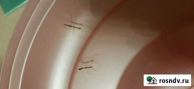 Палочник Санкт-Петербург - изображение 1