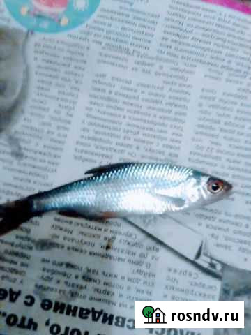 Продаю живца сорожку Череповец - изображение 1