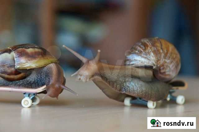 Гигантские африканские ахатины.Улиткотерапия Муравленко - изображение 1