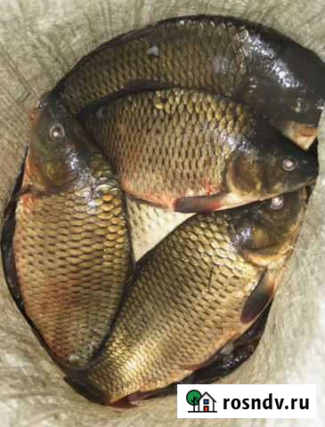 Карп живой Сергиев Посад - изображение 1