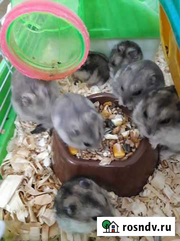 Джунгарский хомяк Азов - изображение 1