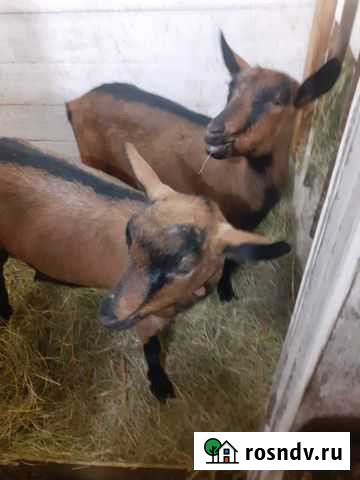 Козы Красноярск - изображение 1