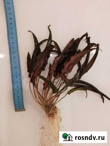 Криптокорина Вендта браун Мытищи - изображение 1