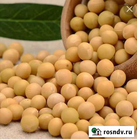 Соя продам Завитинск - изображение 1