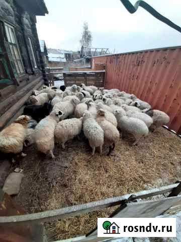 Овцы Иркутск - изображение 1