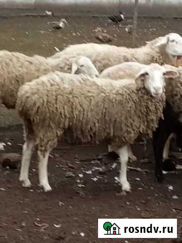 Овцы на племя Красная Яруга - изображение 1