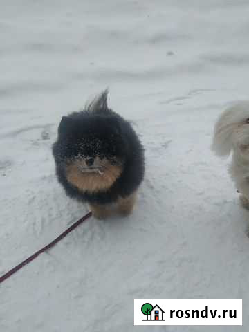 Зоопсихолог Москва - изображение 1