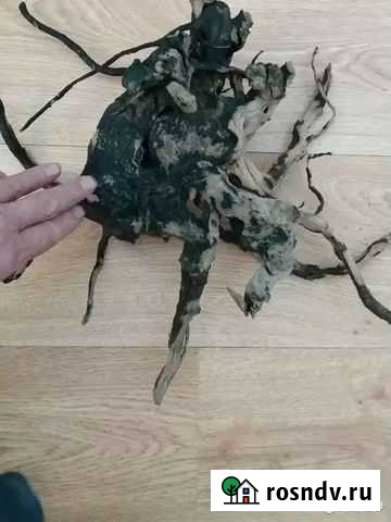 Аквариум Калининград - изображение 1