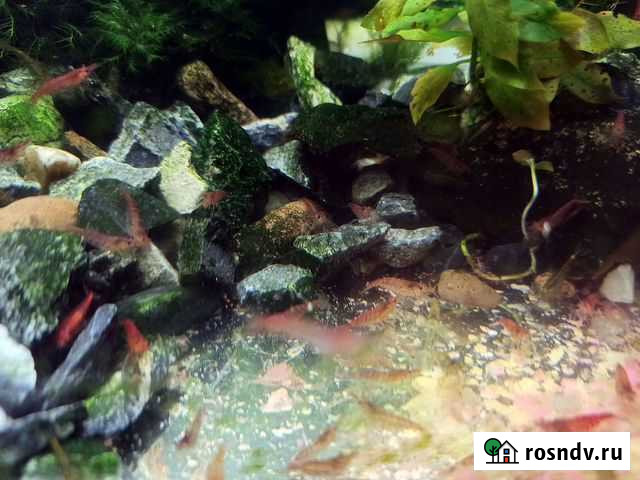 Креветки Вишня Ачинск - изображение 1