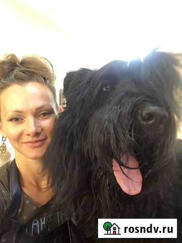 Груминг собак и кошек Выезд к клиенту на дом Санкт-Петербург - изображение 1